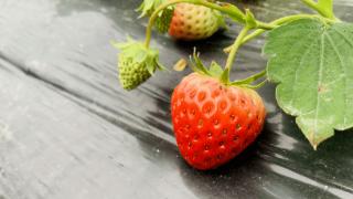 裕农团购·水果篇｜购成都产巧克力草莓 觅冬日里的清甜