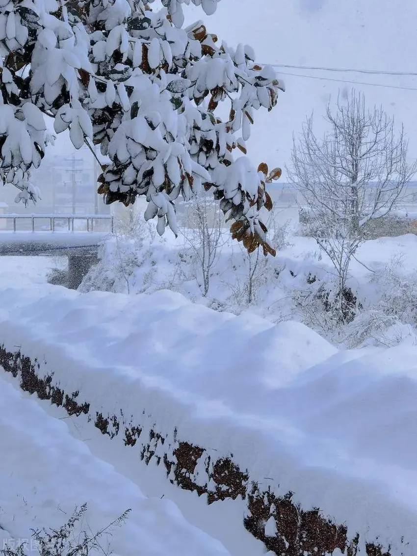 “大雪三不空，龙年不受穷”，12月7日大雪，牢记吃“3白、3肉”，健康过冬！