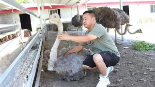 “咕咕咕”“嘎嘎嘎”，非洲鸵鸟在巴东安了家