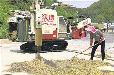 油菜开镰收割忙  稻油轮作增效益