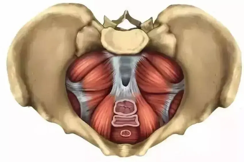 你有几张脸？揭秘你不知道的“盆底肌”颜值大作战！