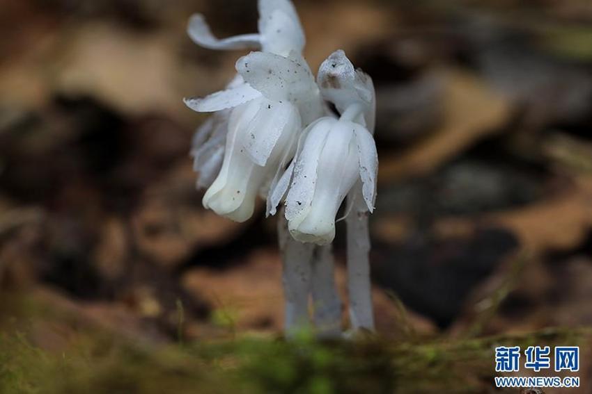 贵州梵净山：晶莹如玉的水晶兰