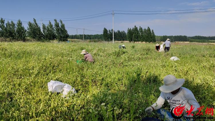 潍坊诸城：“小药材”搭起群众致富桥