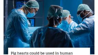 人类移植猪心脏在两年可投入应用