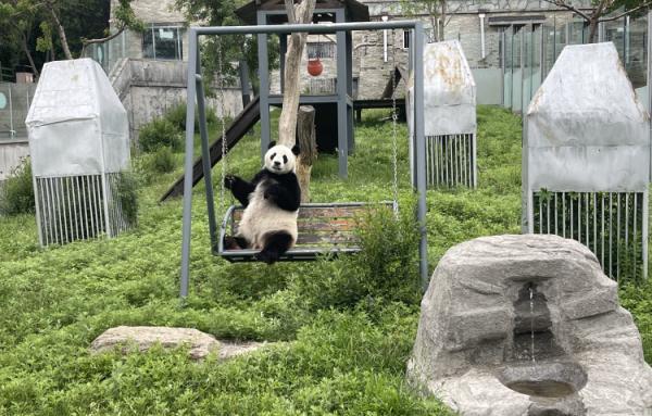 国宝级旅行熊猫“仙子”来了！