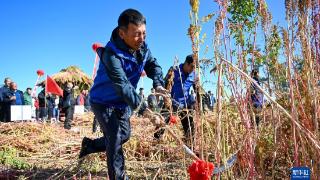 内蒙古武川县：收割藜麦迎丰收