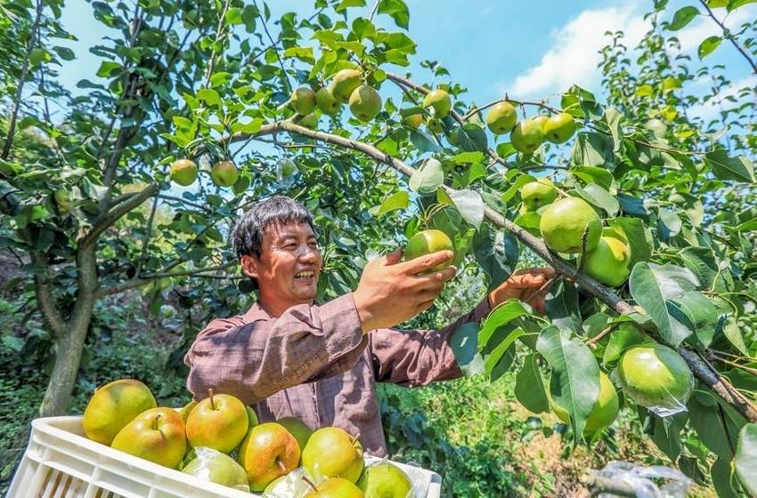 河南卢氏：玉露香梨满枝迎丰收