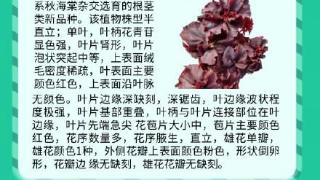 “华魅姹紫”是我国首个自主选育铁筷子属新品种获授权