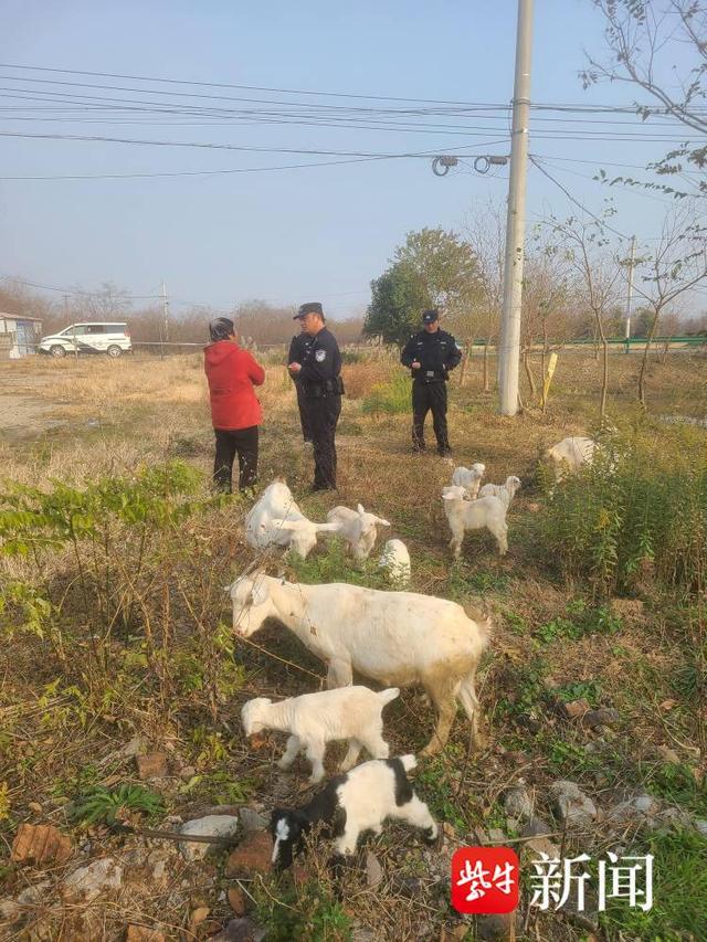 民警循羊粪寻回“出逃羊”，老奶奶心里暖洋洋，看看吧