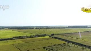 佳木斯市桦南试验田水稻开镰收割 优质新品种适应性更强