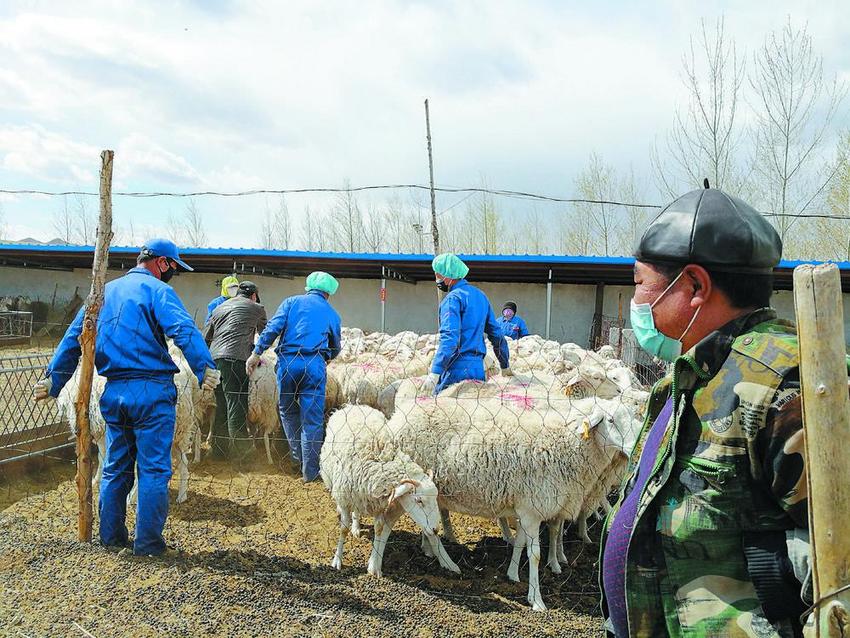 扎鲁特旗芒哈吐肉羊协会获评 “2023年——2027年度中国农村专业技术协会科普教育基地”