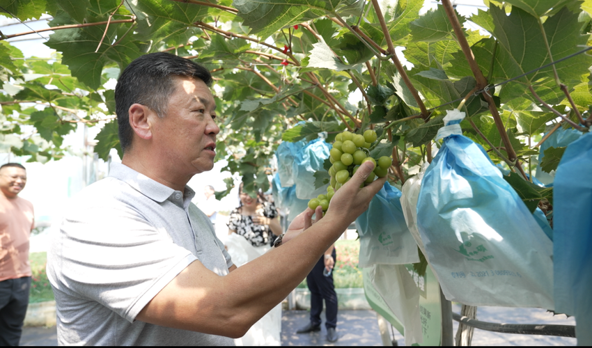 微藻专家进大棚 园区调研助民富——小微藻成为产芝湖乡村振兴示范片区新引擎