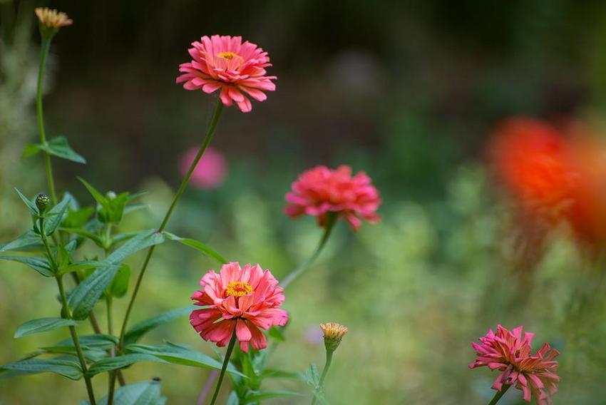 临沂：秋日百日菊盛开