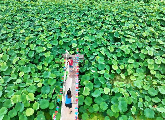 湖南江华：夏荷飘香引客来