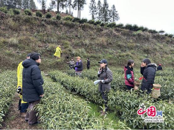 金鸡奖最佳编剧张冀监制 保靖黄金茶短片上线