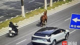 南京宁丹路大周路口一匹马穿梭在道路上引发险情