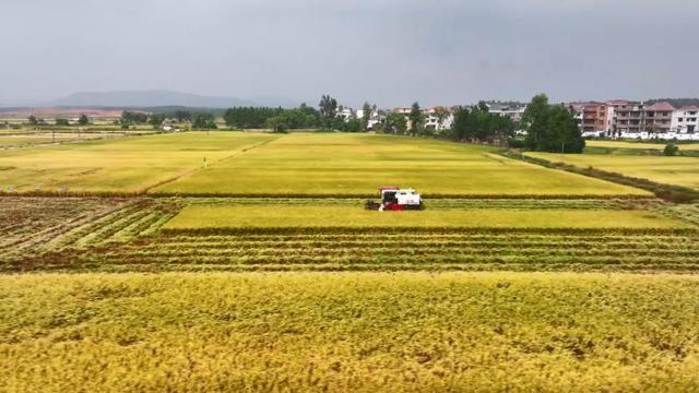 江西永丰：农技服务助农增收