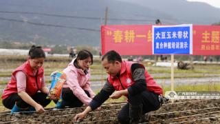 灵山群众春耕忙 7.62万亩土地完成种播