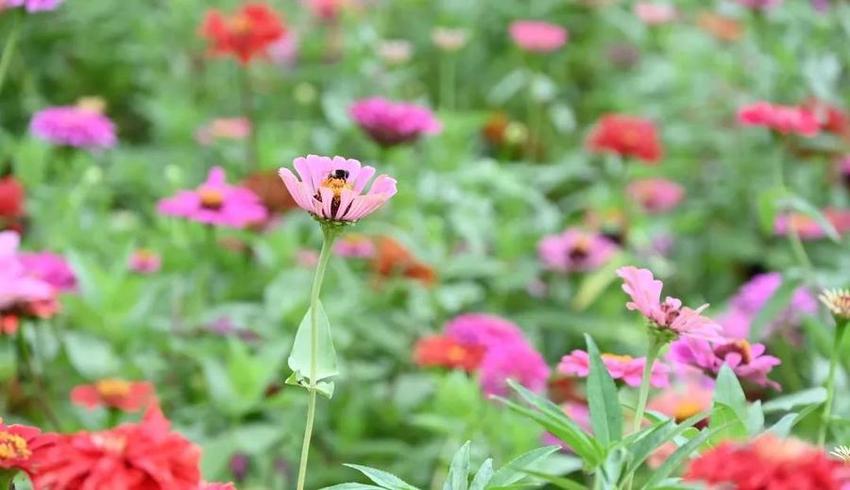 一园、一廊、一馆……宁津县中医院打造中医药文化高地