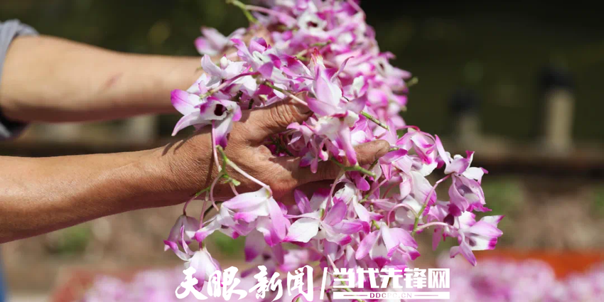 赤水：觅得石上“生花”，康养产业闯新路