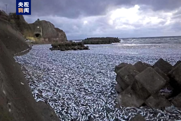 日本北海道一海滩出现大量死亡沙丁鱼