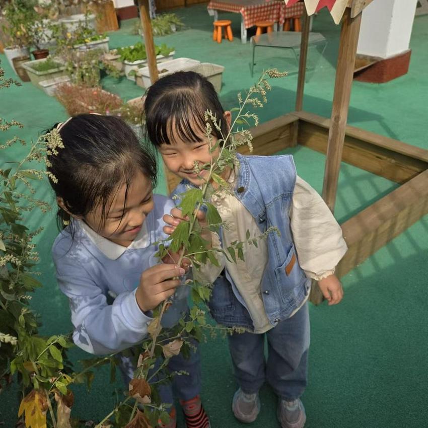 探寻百草香 传承中医情——济南历下一幼开展世界传统医药日活动