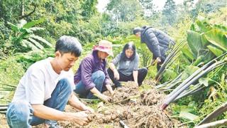 昌宁：“姜”好“芋”见丰收季