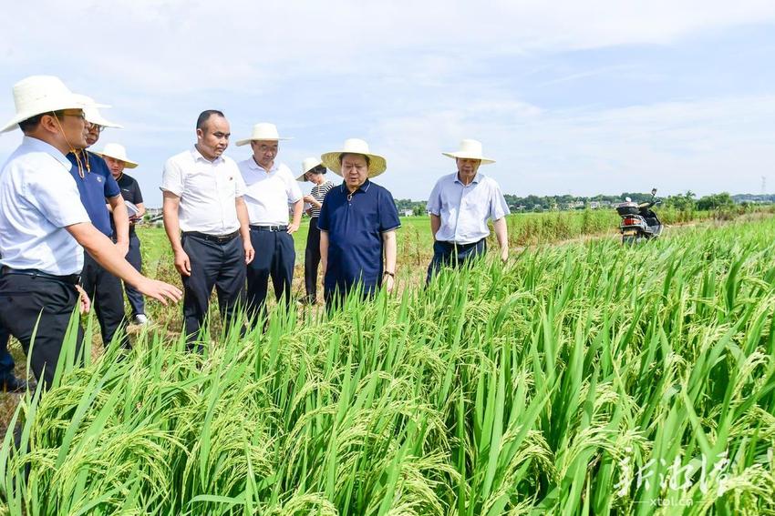 刘志仁调研督查乡村振兴、粮食安全和防汛抗旱工作