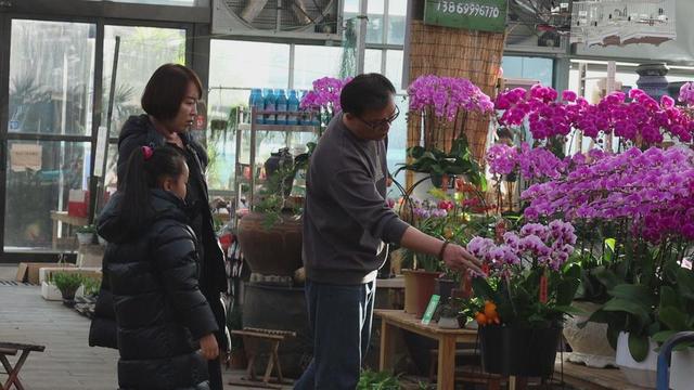 “兰中皇后”货源充足 临沂花卉市场供需两旺 快来看看吧