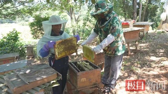 年增收100多万元，钟祥三星村村民养蜂尝到了甜头