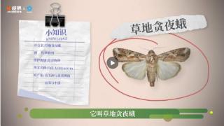 为了对付这只扑棱蛾子，中国科学家有多努力？