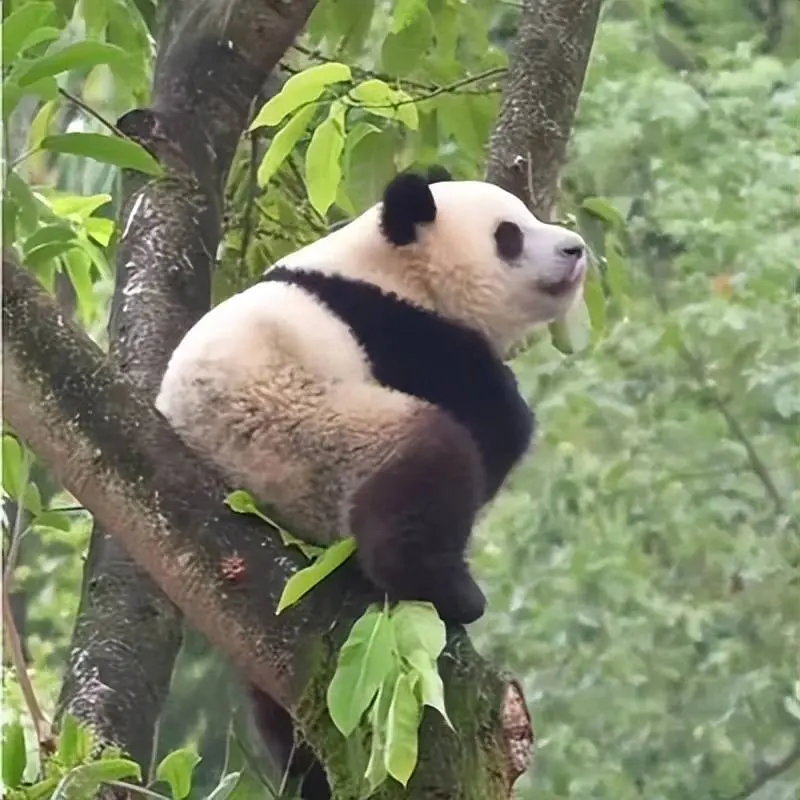 大熊猫闷声干大事，爬树太高下不来，饲养员搭梯子来救它了