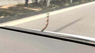 高速行驶中惊现“蛇出没”杭州高速交警提醒:遇到了切勿自行处置