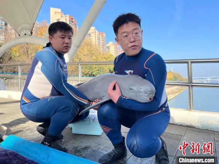 杭州钱塘江边发现搁浅江豚 正接受专业救助