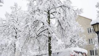 ️拜仁比赛延期！慕尼黑大雪压断树枝，柏林联合大巴被白雪覆盖