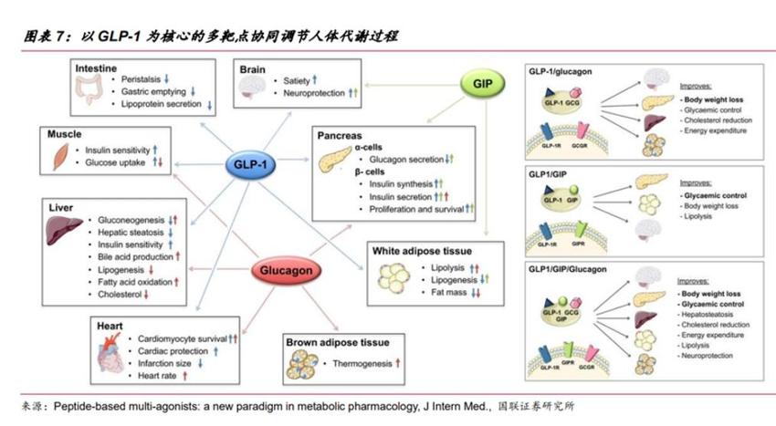 不仅减肥还治肾病？概念股板块大涨，“减肥神药”GLP-1能有多神？