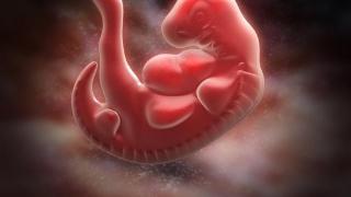 全球首例！英美高校科研团队发表实验成果：不用受精卵造出人类胚胎