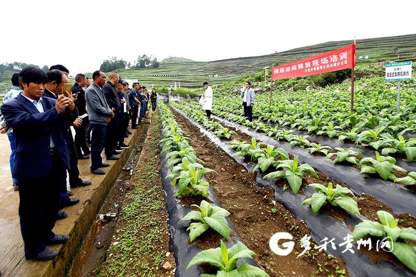 山乡巨变——主题教育为引 贵州探索山区特色乡村振兴之路