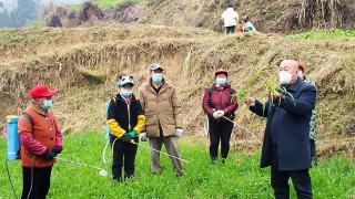 广元利州：农技员田间“问诊” 小麦安全越冬有保障