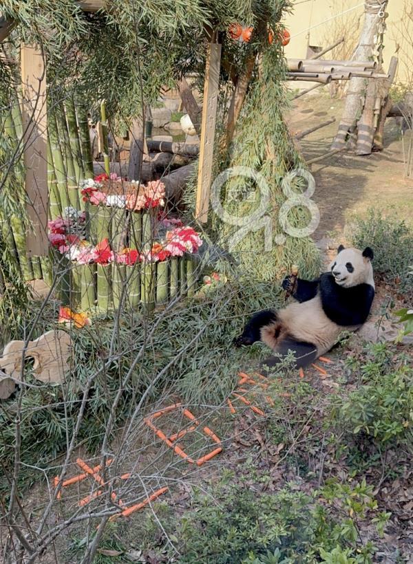 杭州动物园熊猫爱好者“春生”的生日祝福