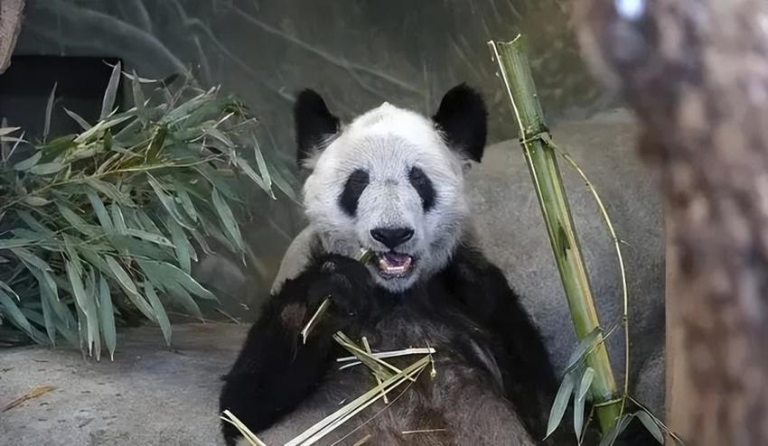 国宝丫丫终于回国！黄晓明等众星发文欢迎它回家