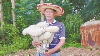 罕见！兴宾区高怀村发现巨型蘑菇