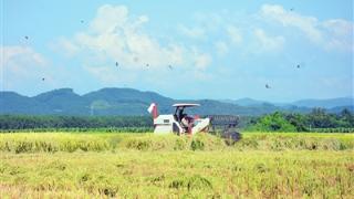 延伸水稻产业链  守住粮食安全底线