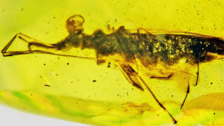 新发现的突眼昆虫化石足够怪异 值得拥有自己的独特家族