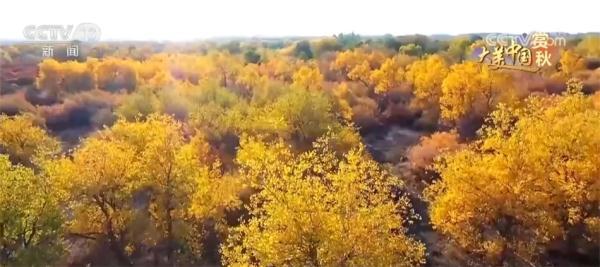 甘肃马鞍山石臼湖再现“一湖碧水半湖荇”秋色宜人