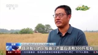 安徽宿松：机械化种植油菜助农增收