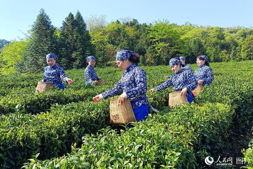 江西贵溪：茶旅融合助振兴