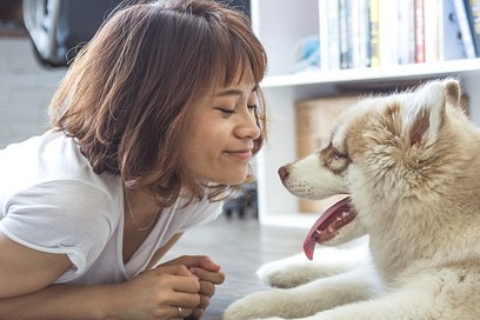 原来这么多人都不会给狗狗梳毛！这些你都知道吗？