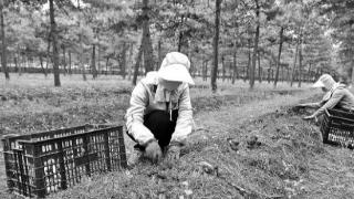 近日，在西峰区董志镇董志村食用菌种植基地，工人们在林间采收赤松茸。