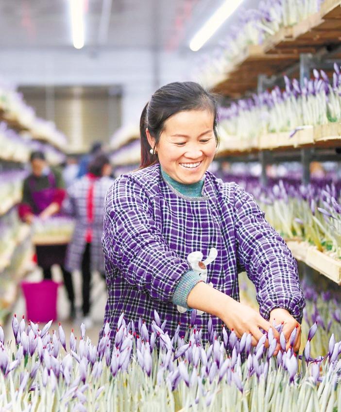 蔬菜铺就乡村振兴路